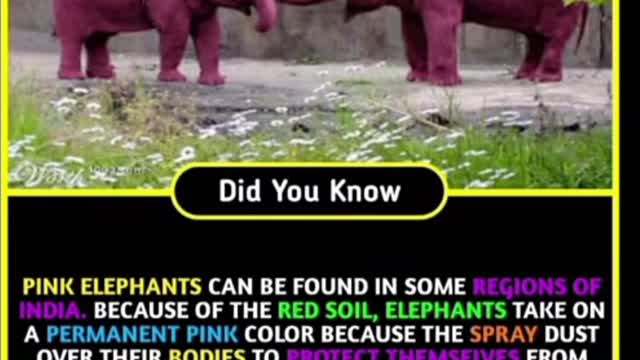 PINK ELEPHANTS. #facts #mind blowing #amazing