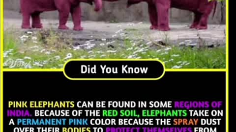 PINK ELEPHANTS. #facts #mind blowing #amazing