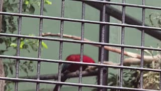 Exotic bird at the Melbourne zoo