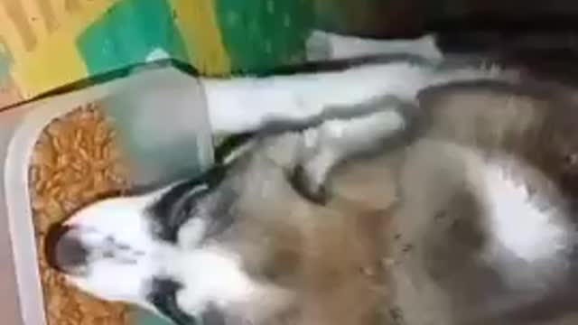 Little baby dog puppy cute funny