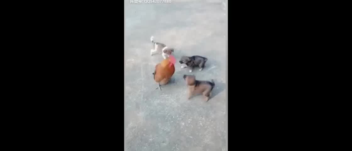 Chicken VS Dog Fight - Super Funny Animals 😻