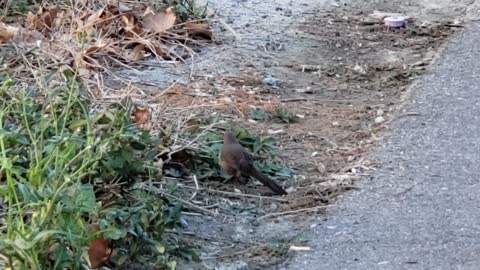 California Thrasher