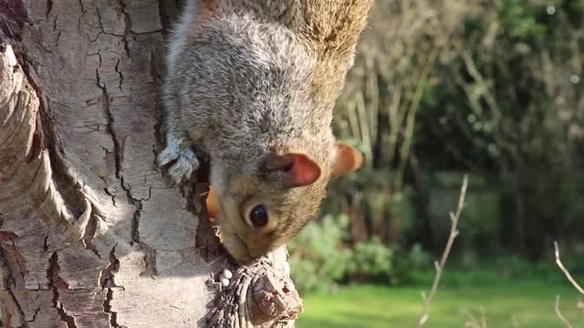 The funny Squirrel animal