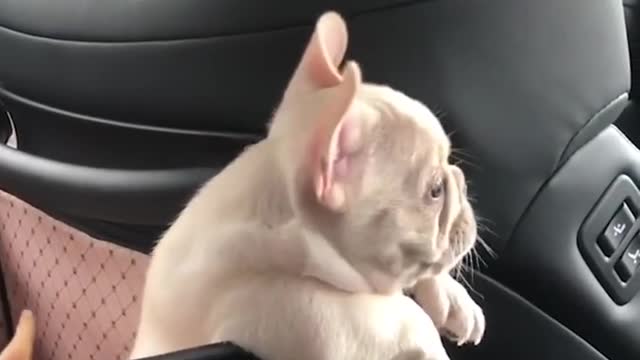 cute puppy dog learning barking