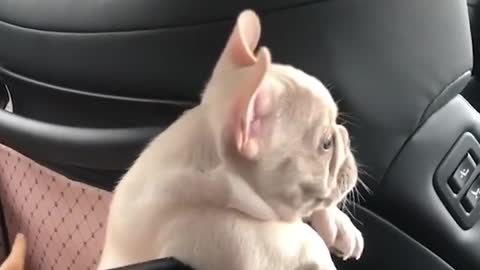 cute puppy dog learning barking