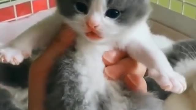 🐱little kittens meowing and talking - cut cat video