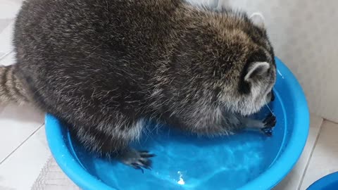 Raccoon hunts snacks in the water