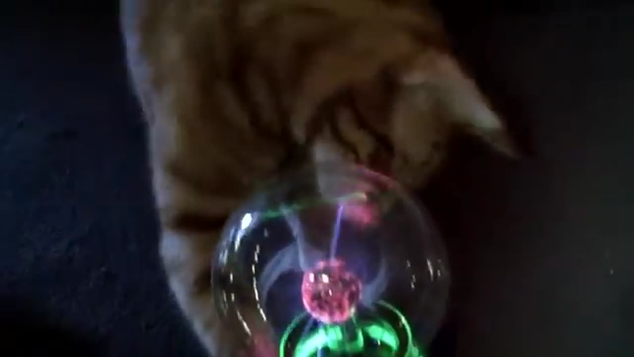 Smart cat playing with the magic ball 😊