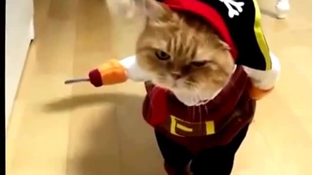 FUNNY ANIMAL" FUNNY EXPRESSION OF ANIMALS WEARING CLOTHES