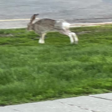 Bunny lounging on the sidewalk