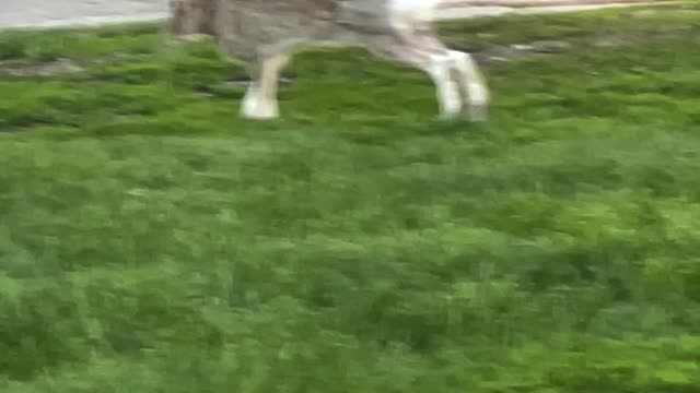 Bunny lounging on the sidewalk