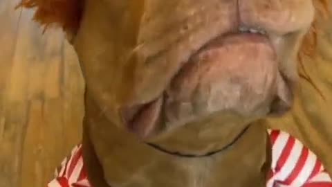 Funny Doggggy