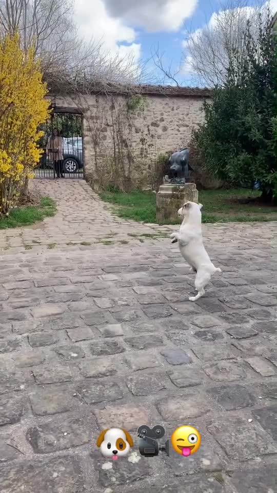 Mon kiff#animaux #chiens #dressage ...