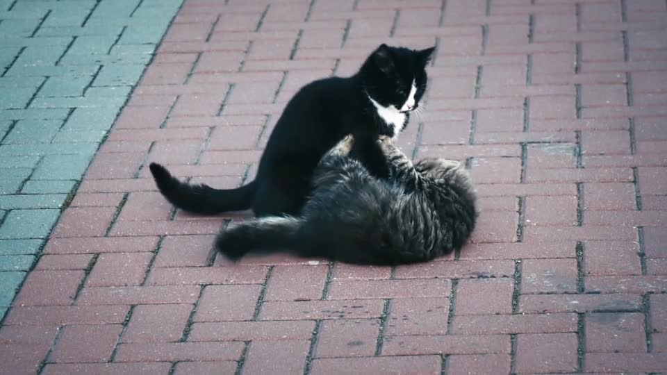 Cats fight on the street