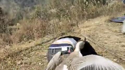 see this video how birds eat people so funny