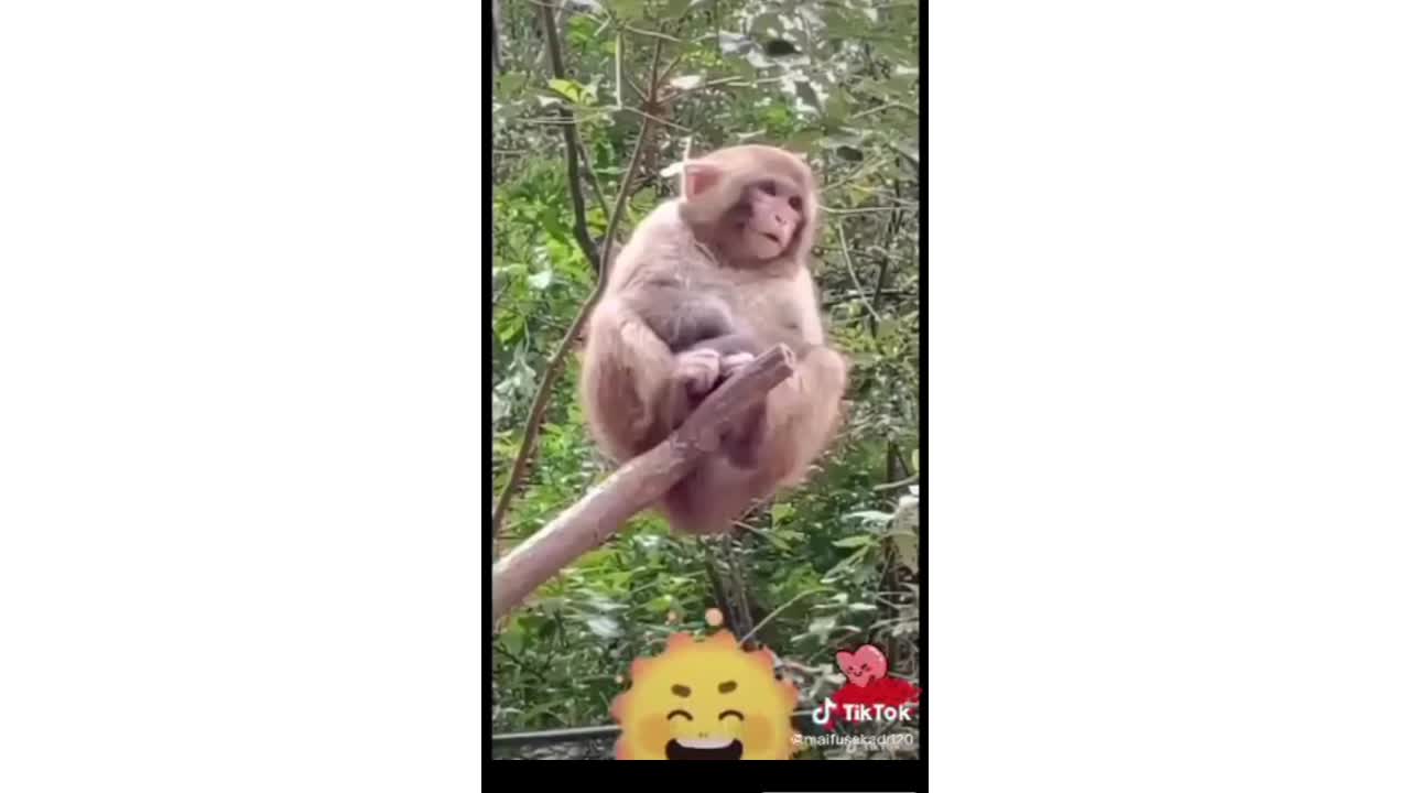 Dog funny video #short