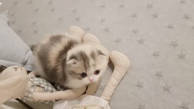 cute kitten videos short leg cat- KimsKenne
