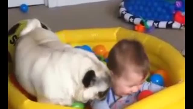 Pug Is Desperate For Little Girl To Play Ball With Him