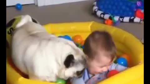 Pug Is Desperate For Little Girl To Play Ball With Him