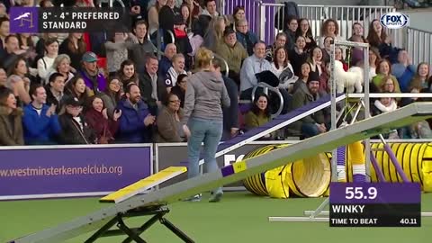 Watch 5 of the best WKC Dog Show moments to celebrate National Puppy Day | FOX SPORTS