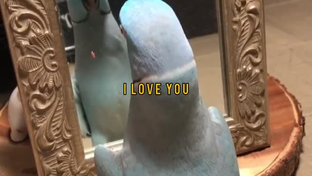 When a parrot talk to him self on a mirror