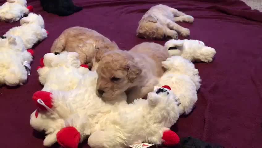 Poodle Puppy Christmas