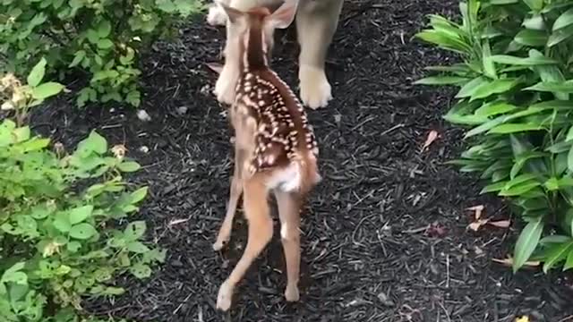 Funniest & Cutest Labrador Puppies #2 - Funny Puppy Videos 2022