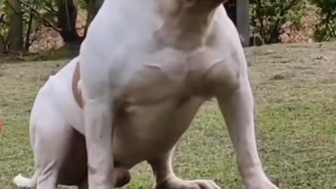 Dog Short Video ll #Short