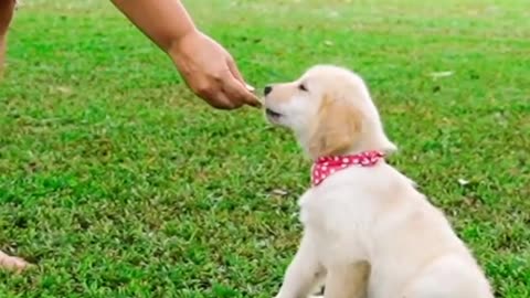 OMG 💗dog enjoying | cute | love