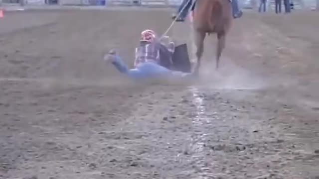 horse training