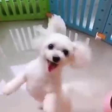 PETS NEVER LIE ABOUT LOVE-33 #shorts