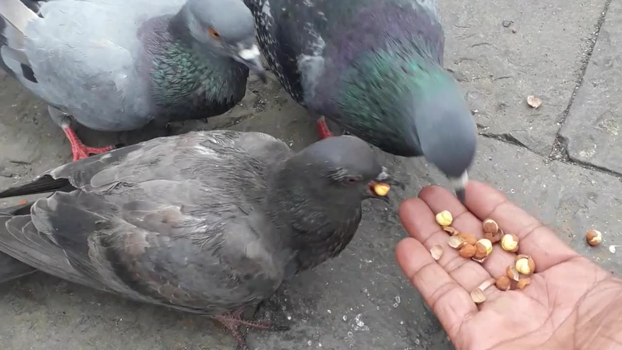 Pigeons feeding