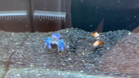 Blue LOBSTER Crawfish EGGS get Home AQUARIUM!