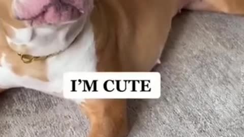 funny talking dog...