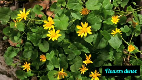 FLOWERS DANCE Nature Vedio
