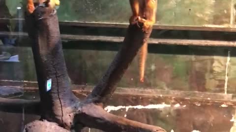 The zoo mokey