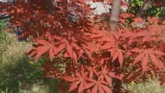 The red maple leaves look good wow