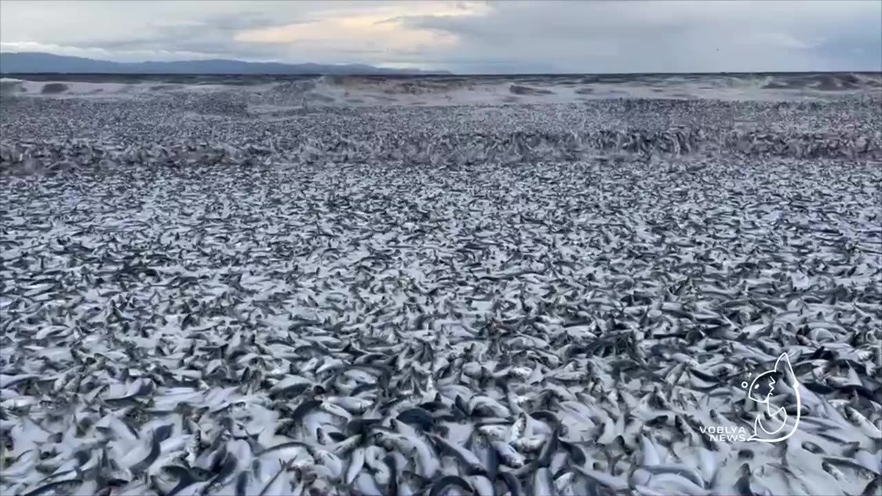 Tens of thousands of dead fish appear off the coast of northern Japan