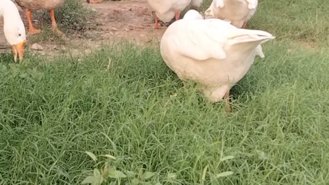 Cute Ducklings Video | Pet Ducks Eating