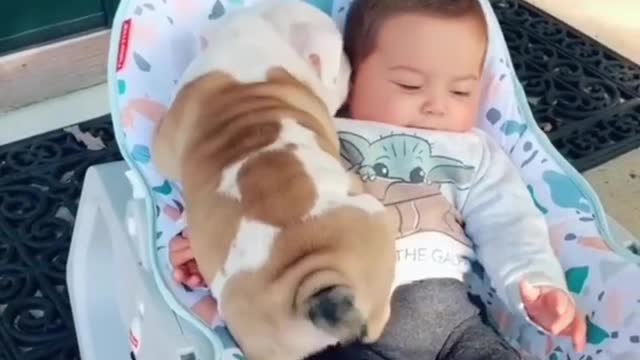 Hilarious Bulldog Puppy And Baby Playing Together