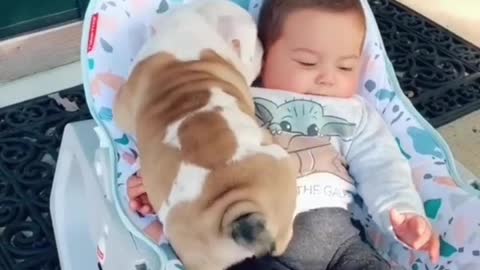 Hilarious Bulldog Puppy And Baby Playing Together