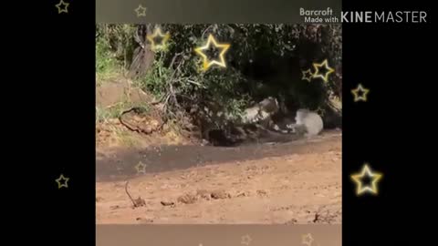 Amazing Videos (Animals)