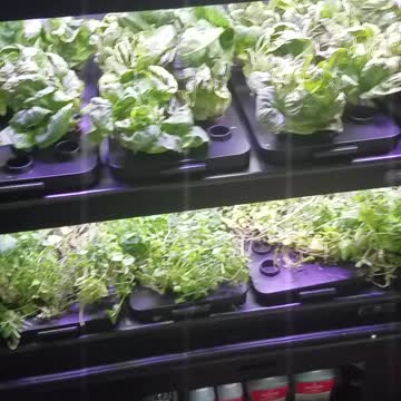 Kankakee Legal Veggies Hydo Glass Cased Ready To Eat