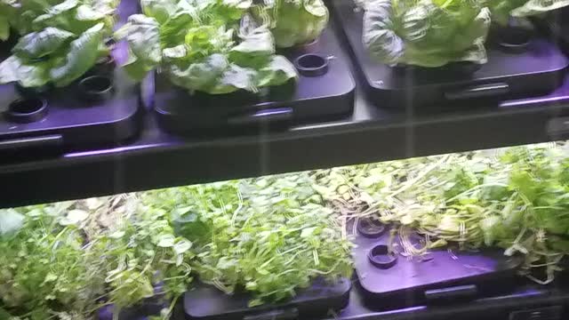 Kankakee Legal Veggies Hydo Glass Cased Ready To Eat