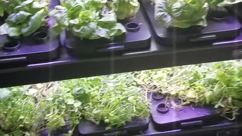 Kankakee Legal Veggies Hydo Glass Cased Ready To Eat