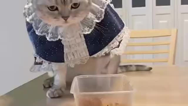 Cat and Duke a funny Animals