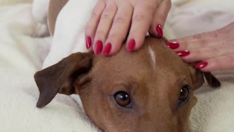 Dog getting a massage