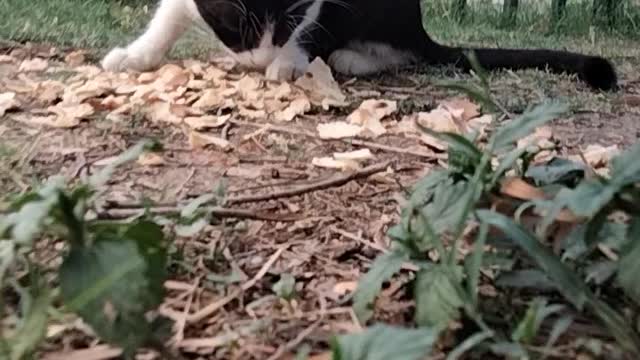 Adorable cat 🐈 video Bby Kingdom of Awais