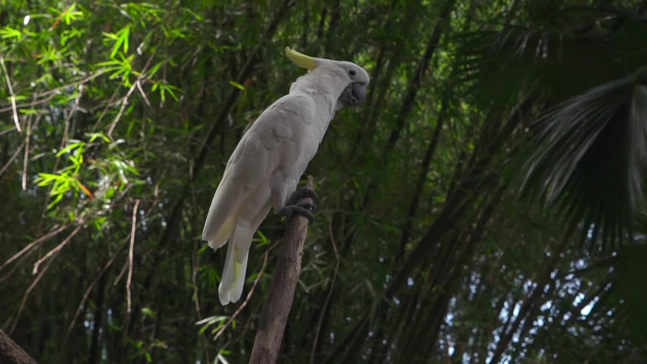 Funny Parrots Videos Compilation cute moment of the animals - Cutest Parrots #3