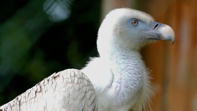 Cute White Bird